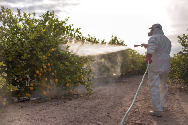 Best Local Pest Control Services  in Nutter Fort, WV